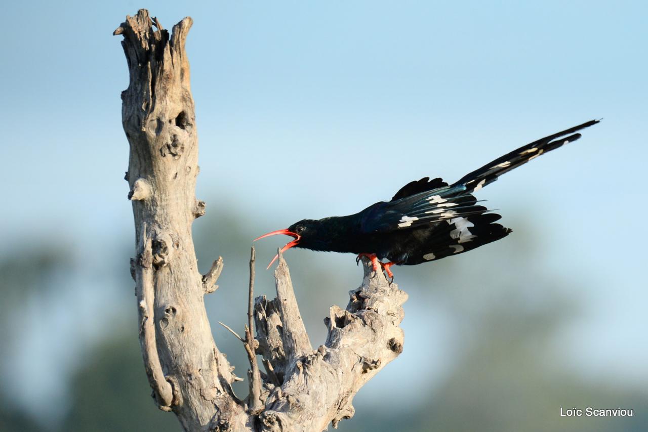 Irrisor moqueur/Green Wood-Hoopoe (1)