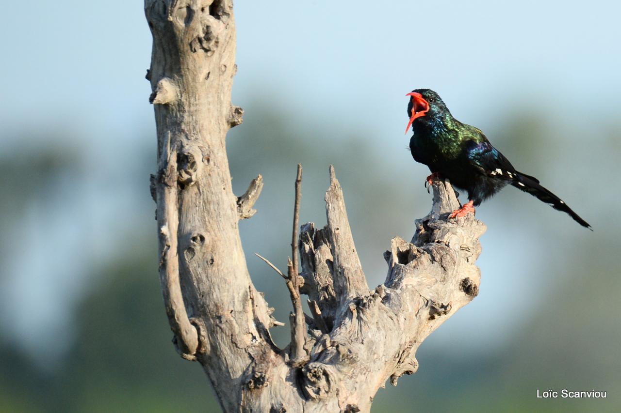 Irrisor moqueur/Green Wood-Hoopoe (2)