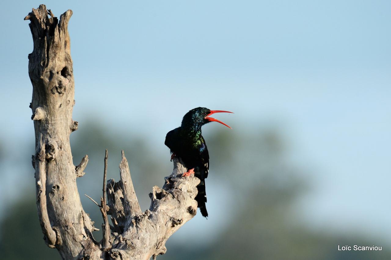 Irrisor moqueur/Green Wood-Hoopoe (3)