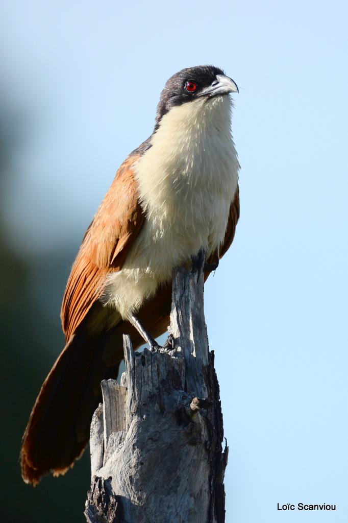 Coucal de Burchell/Burchell's Coucal (1)