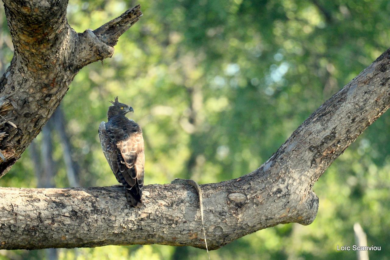 Aigle martial/Martial Eagle (1)