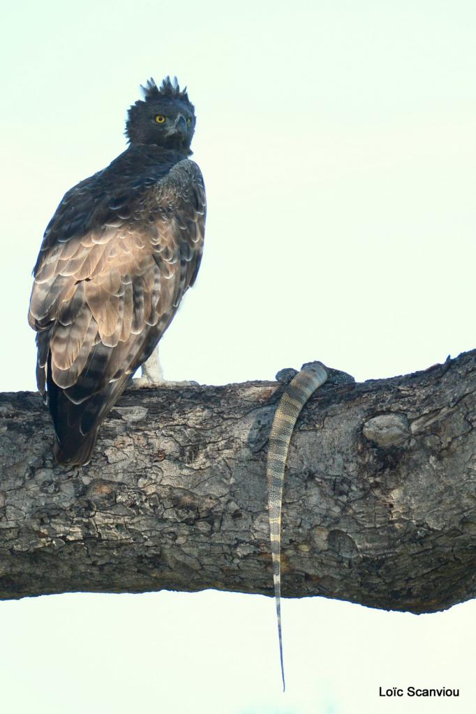 Aigle martial/Martial Eagle (2)