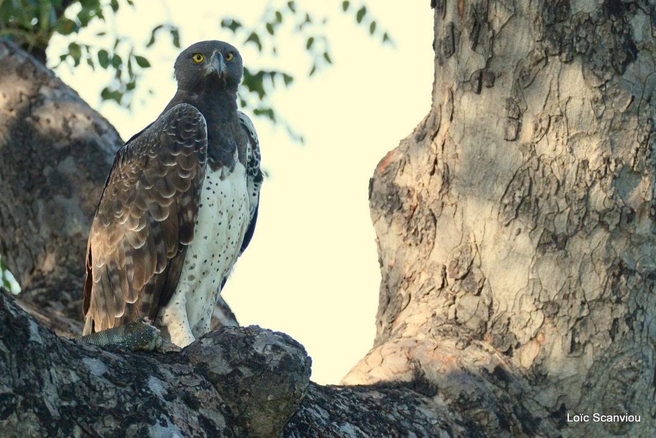 Aigle martial/Martial Eagle (3)