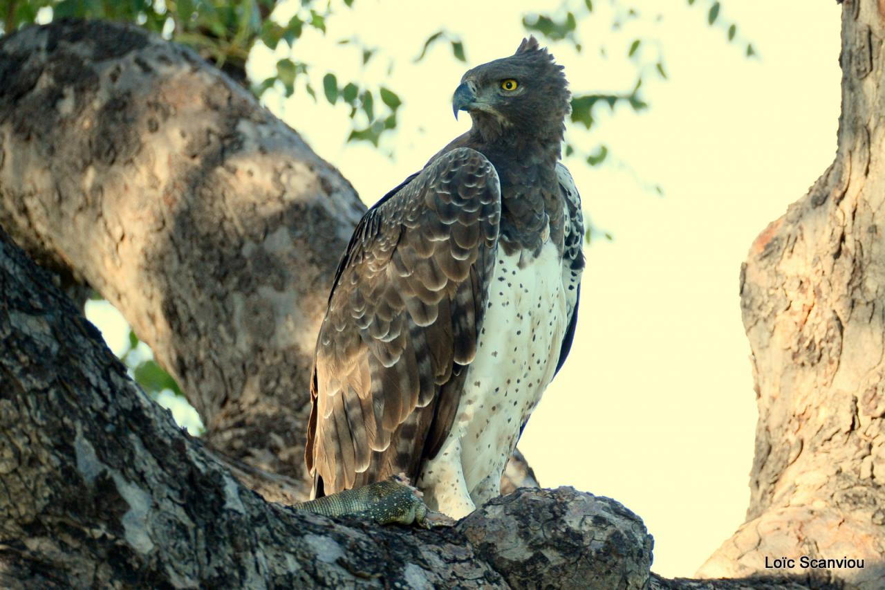 Aigle martial/Martial Eagle (4)