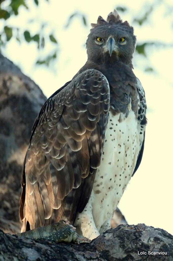 Aigle martial/Martial Eagle (5)