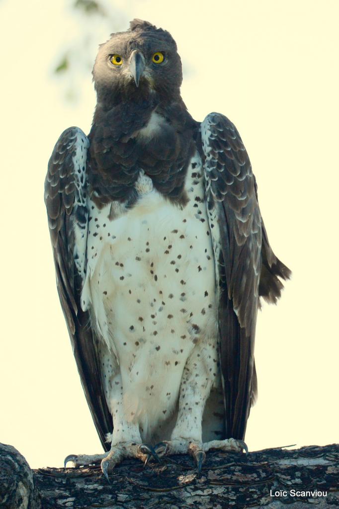 Aigle martial/Martial Eagle (6)