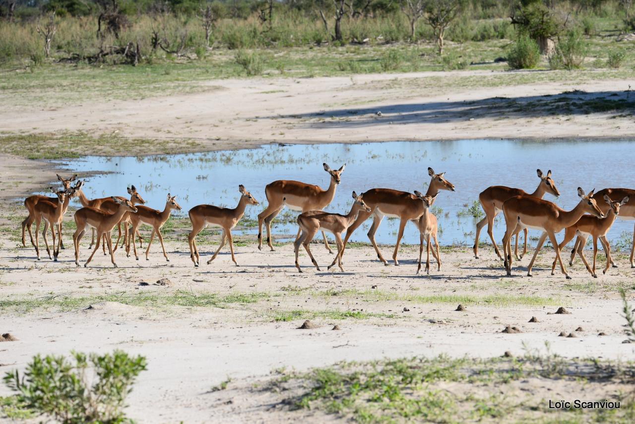 Impala (2)