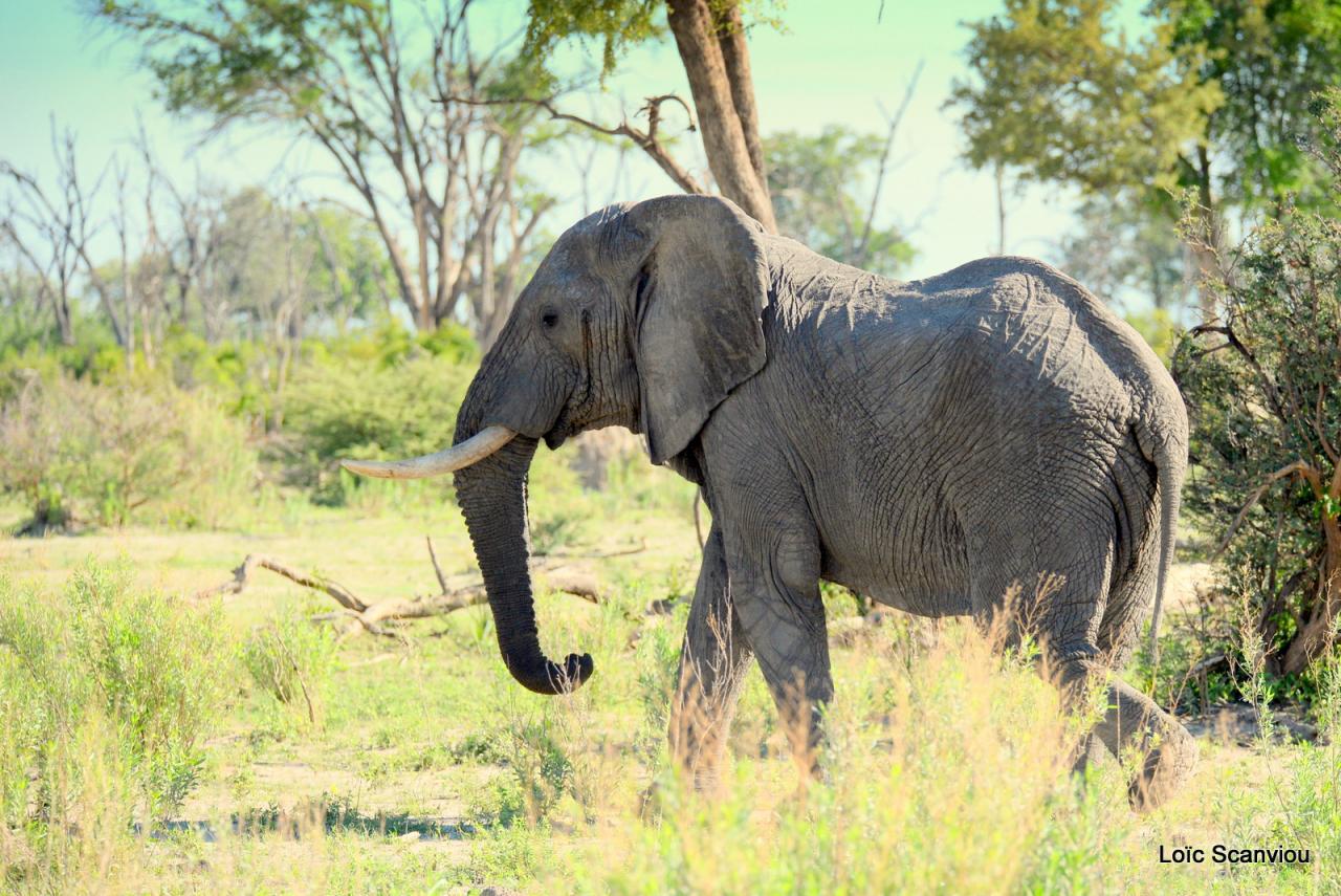 Eléphant (51)