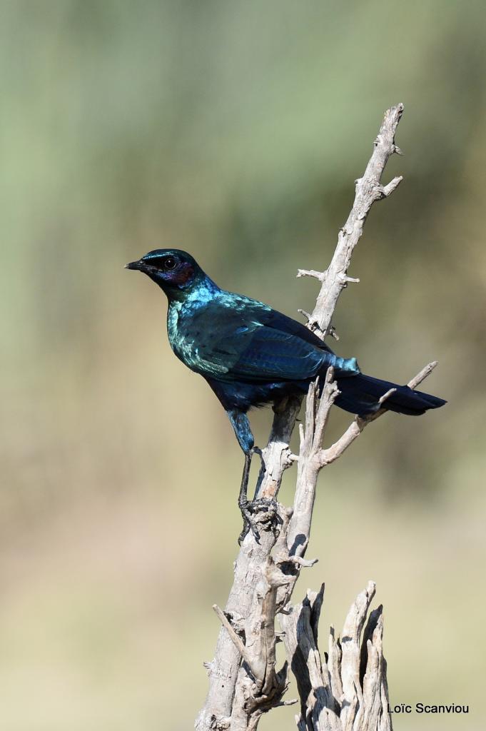 Choucador de Burchell/Burchell's Starling (1)