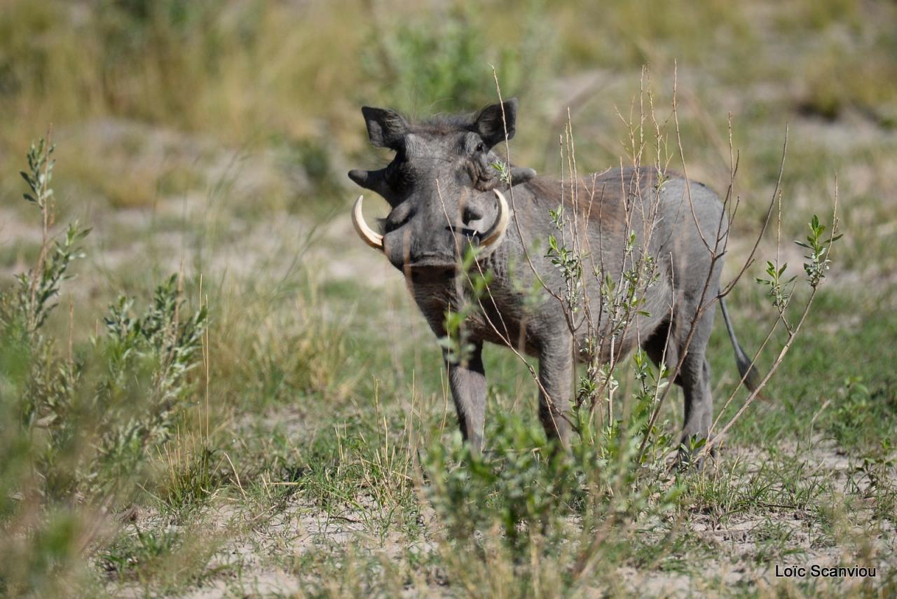 Phacochère/Warthog (6)
