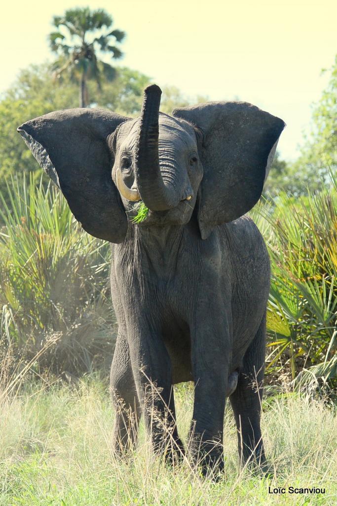 Eléphant (52)