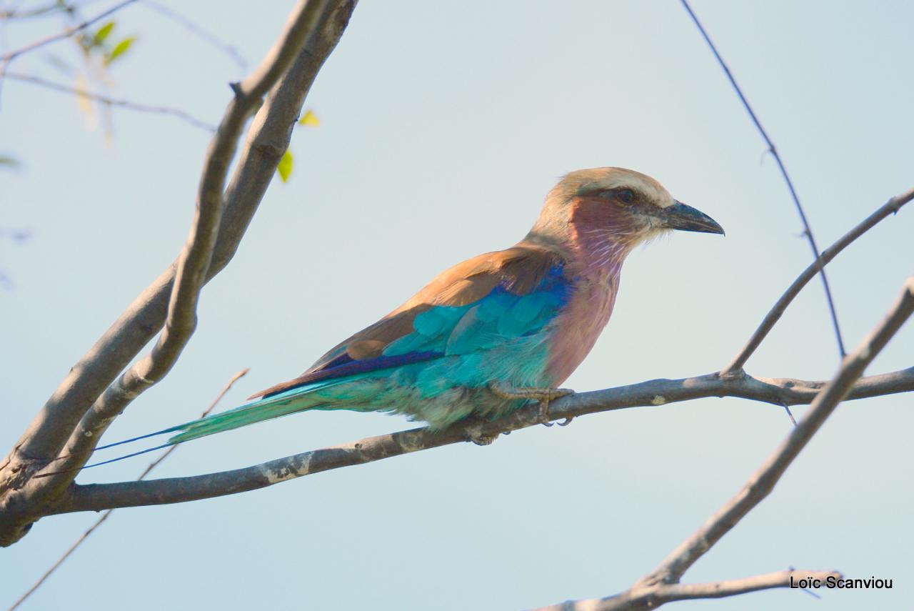 Rollier à longs brins/Lilac-breasted Roller (1)