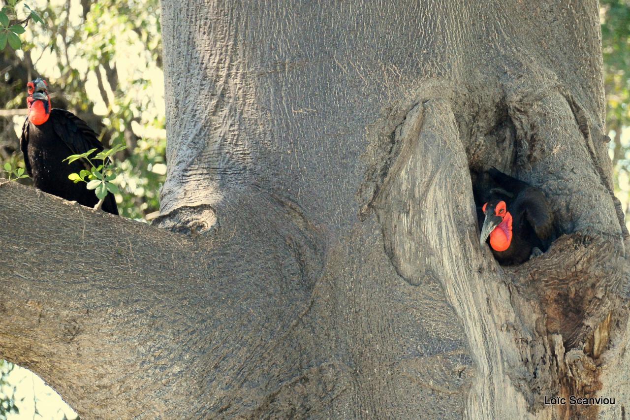 Bucorve/Ground Hornbill (4)