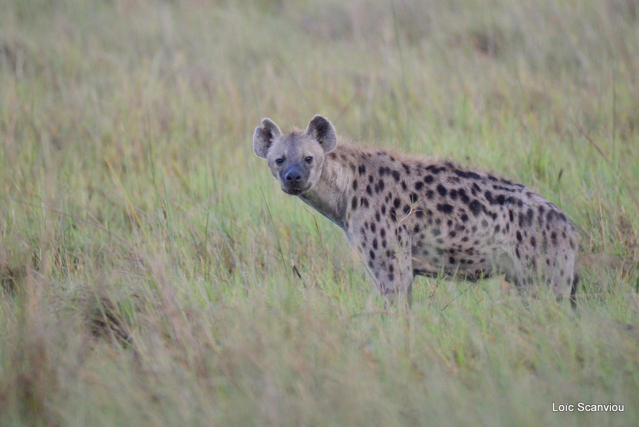 Hyène tachetée/Spotted Hyena (5)