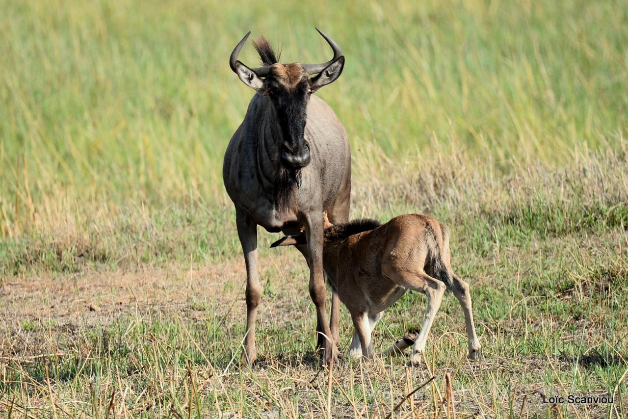 Gnou/Wildebeest (8)