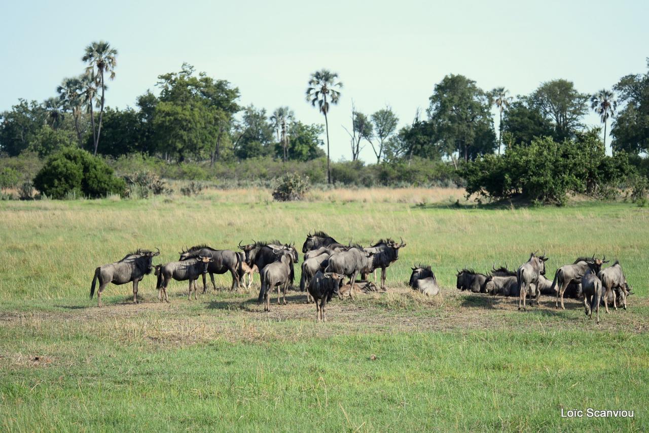 Gnou/Wildebeest (9)