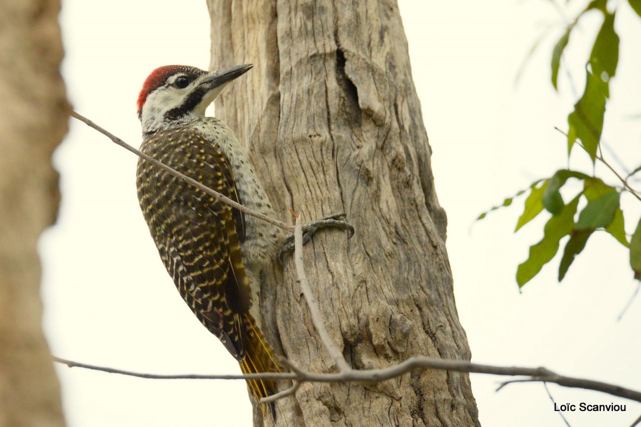 Pic vert/Woodpecker (3)