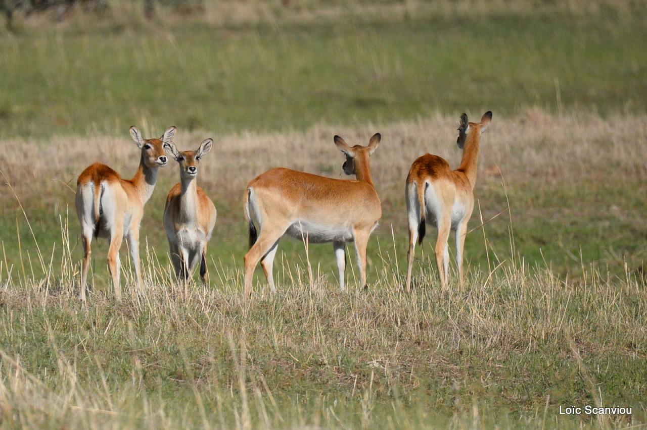 Cobe Lechwe/Red Lechwe (4)