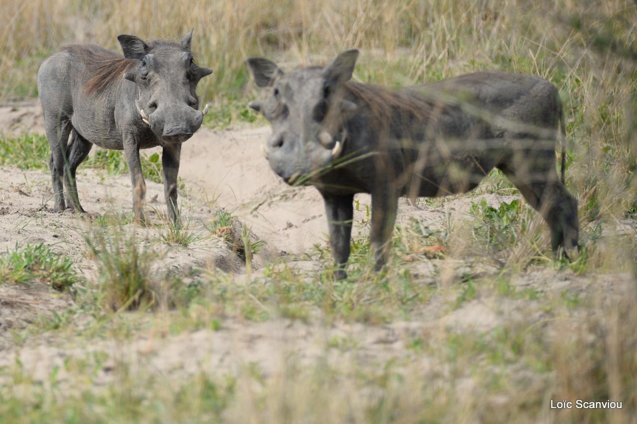 Phacochère/Warthog (1)