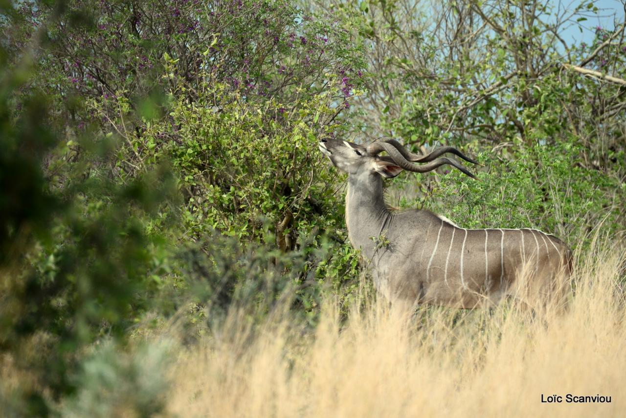 Koudou/Kudu (1)