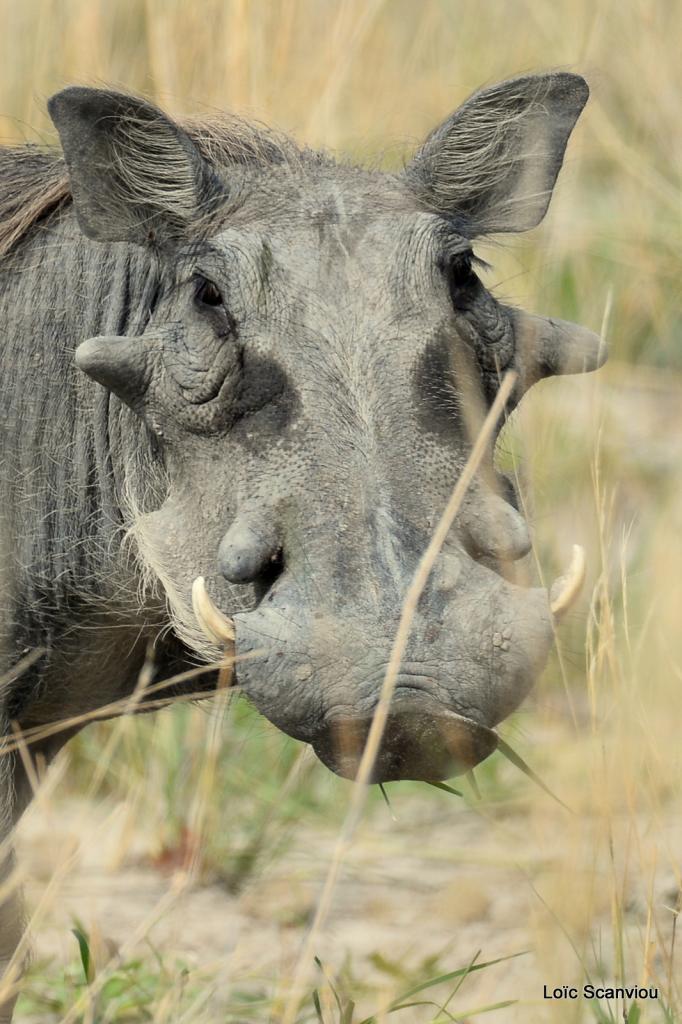 Phacochère/Warthog (2)