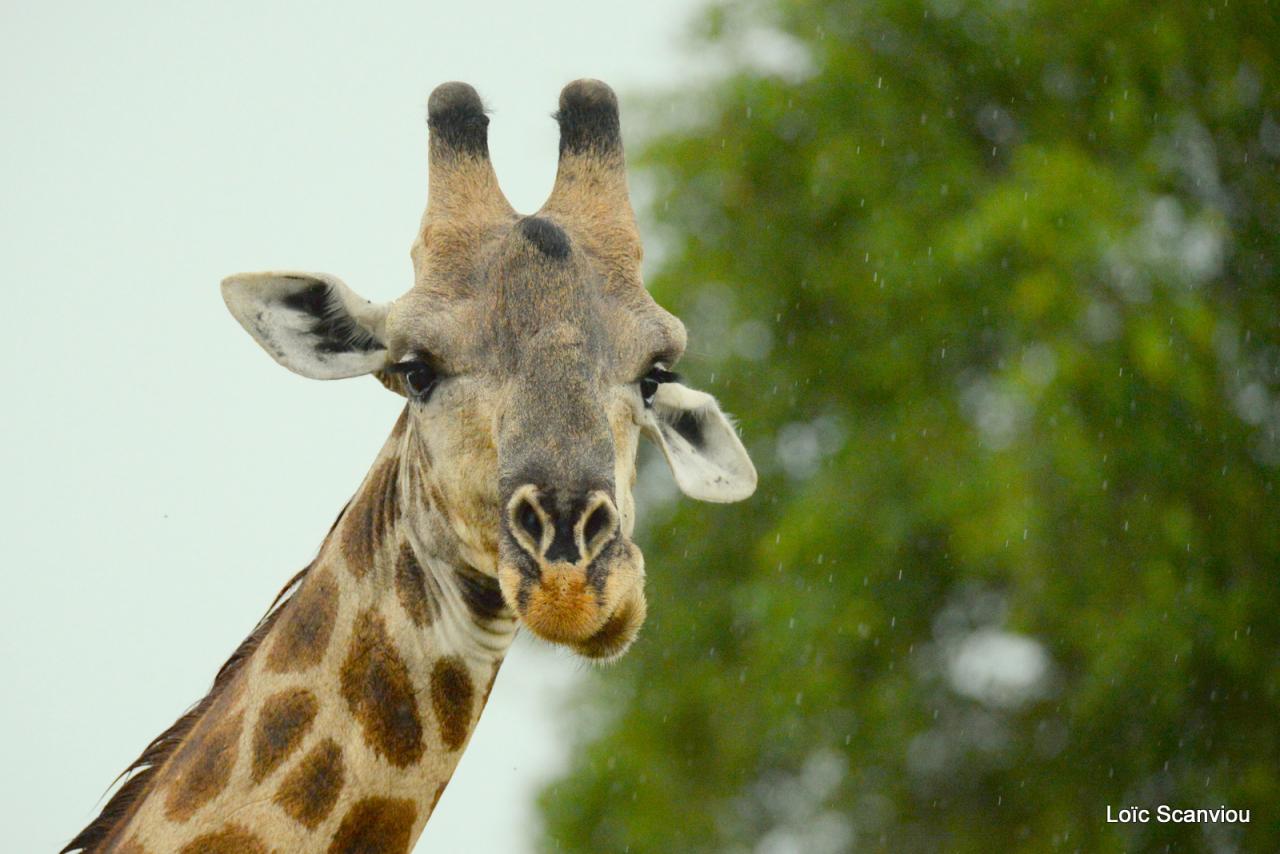 Girafe/Giraffe (1)