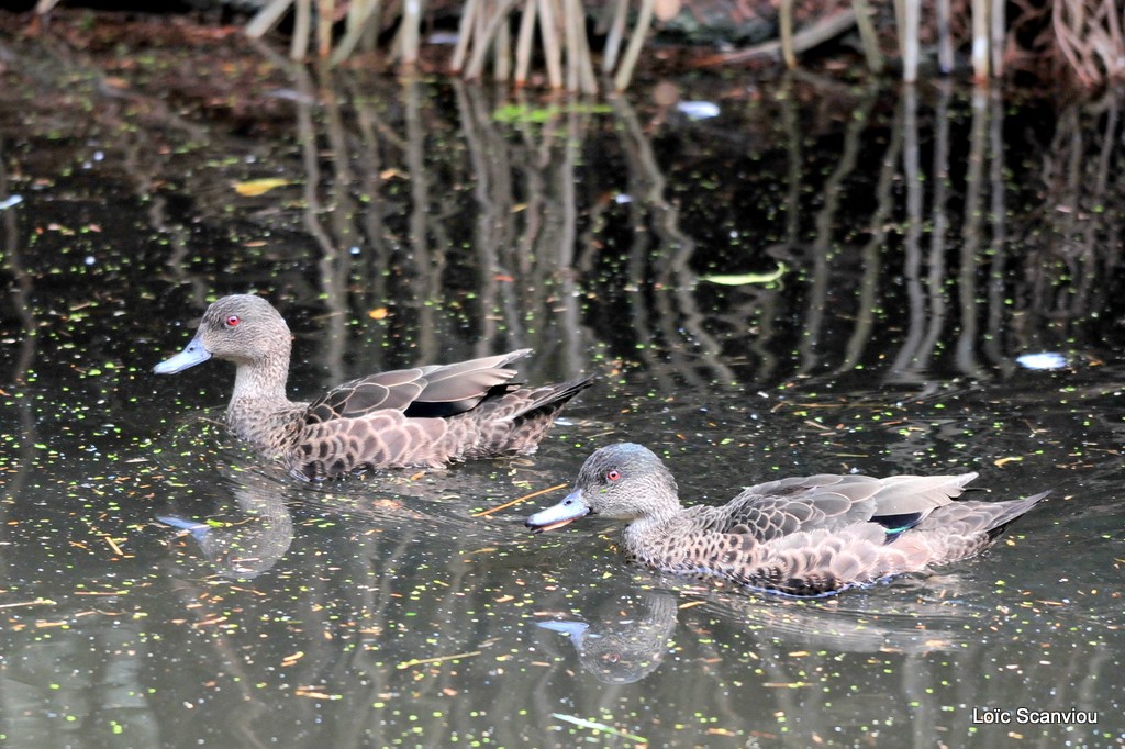 Sarcelle grise/Grey Teal