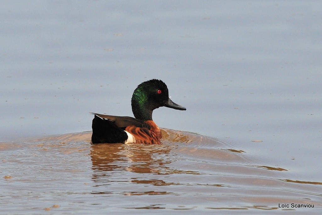 Sarcelle rousse/Chestnut Teal
