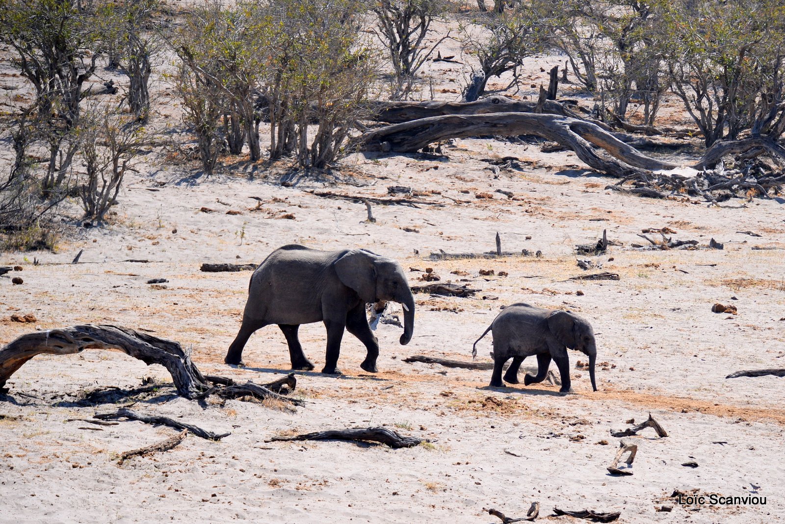 Eléphant d'Afrique/African Elephant (1)