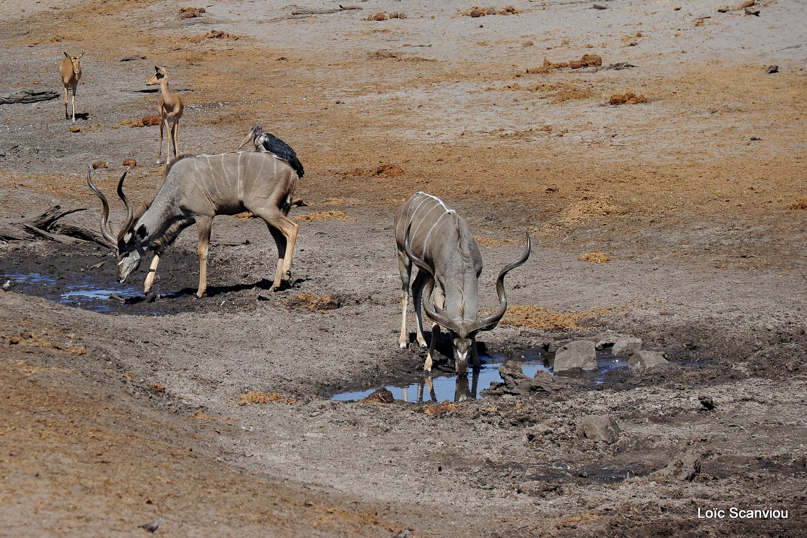 Grand koudou/Greater Kudu (4)