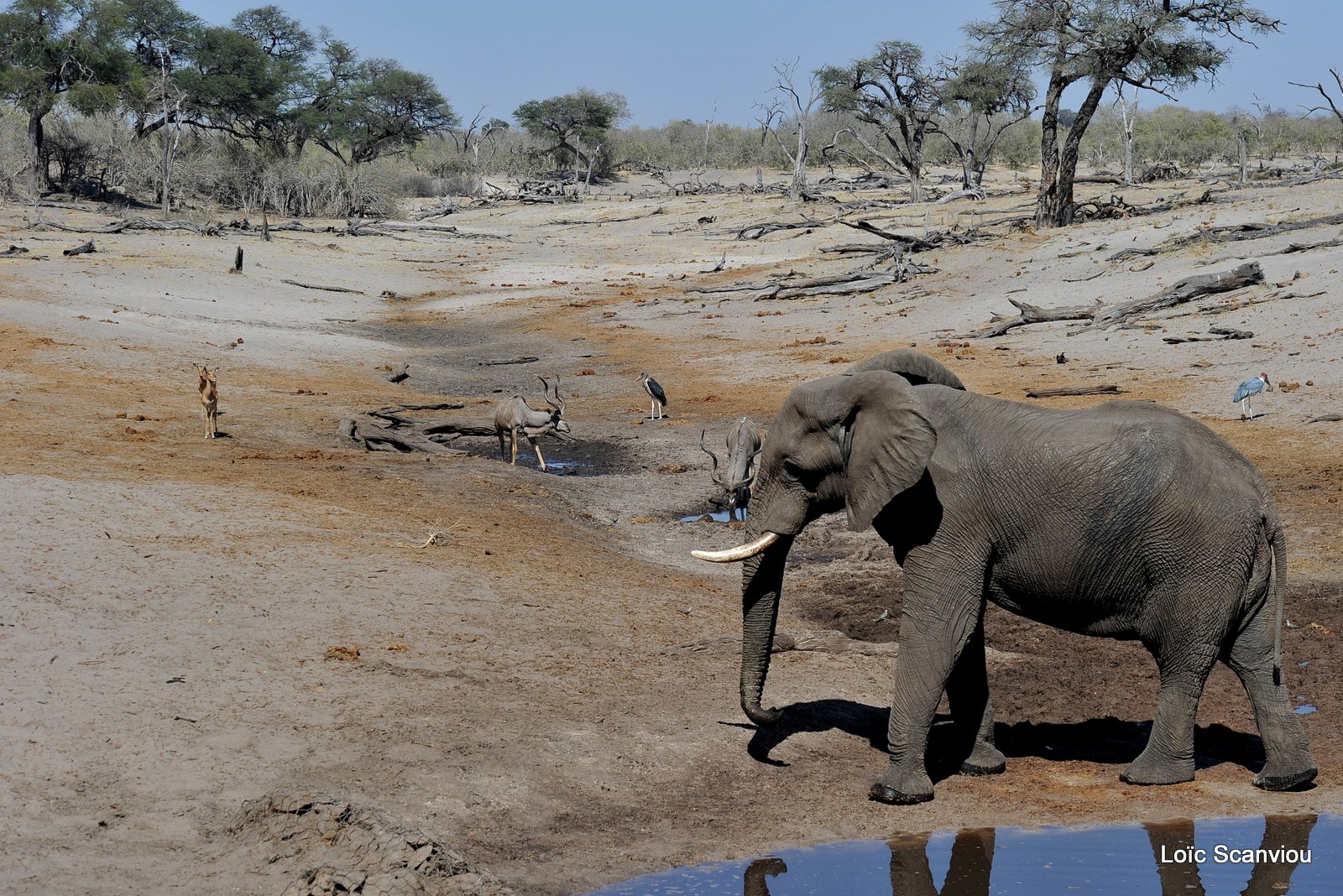 Eléphant d'Afrique/African Elephant (30)