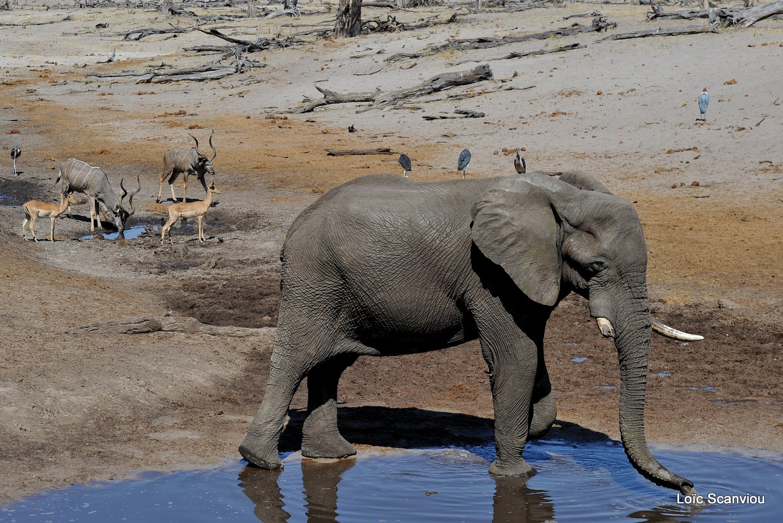 Eléphant d'Afrique/African Elephant (31)