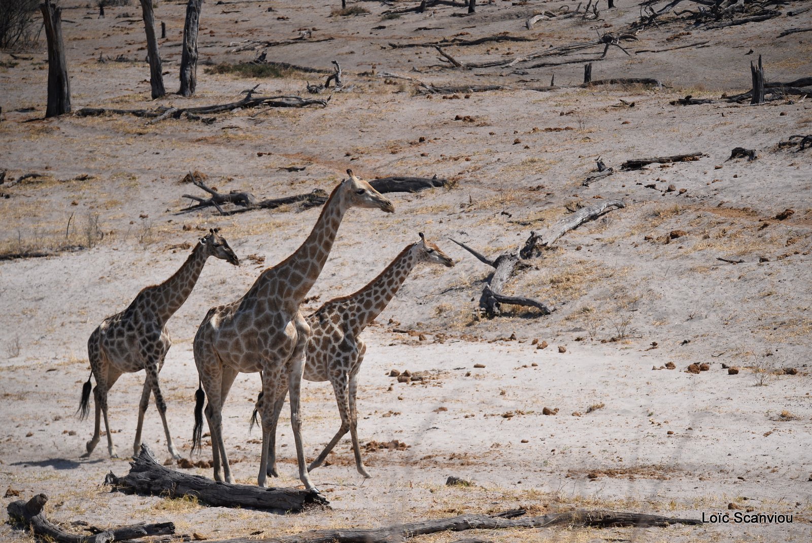 Girafe/Giraffe (5)