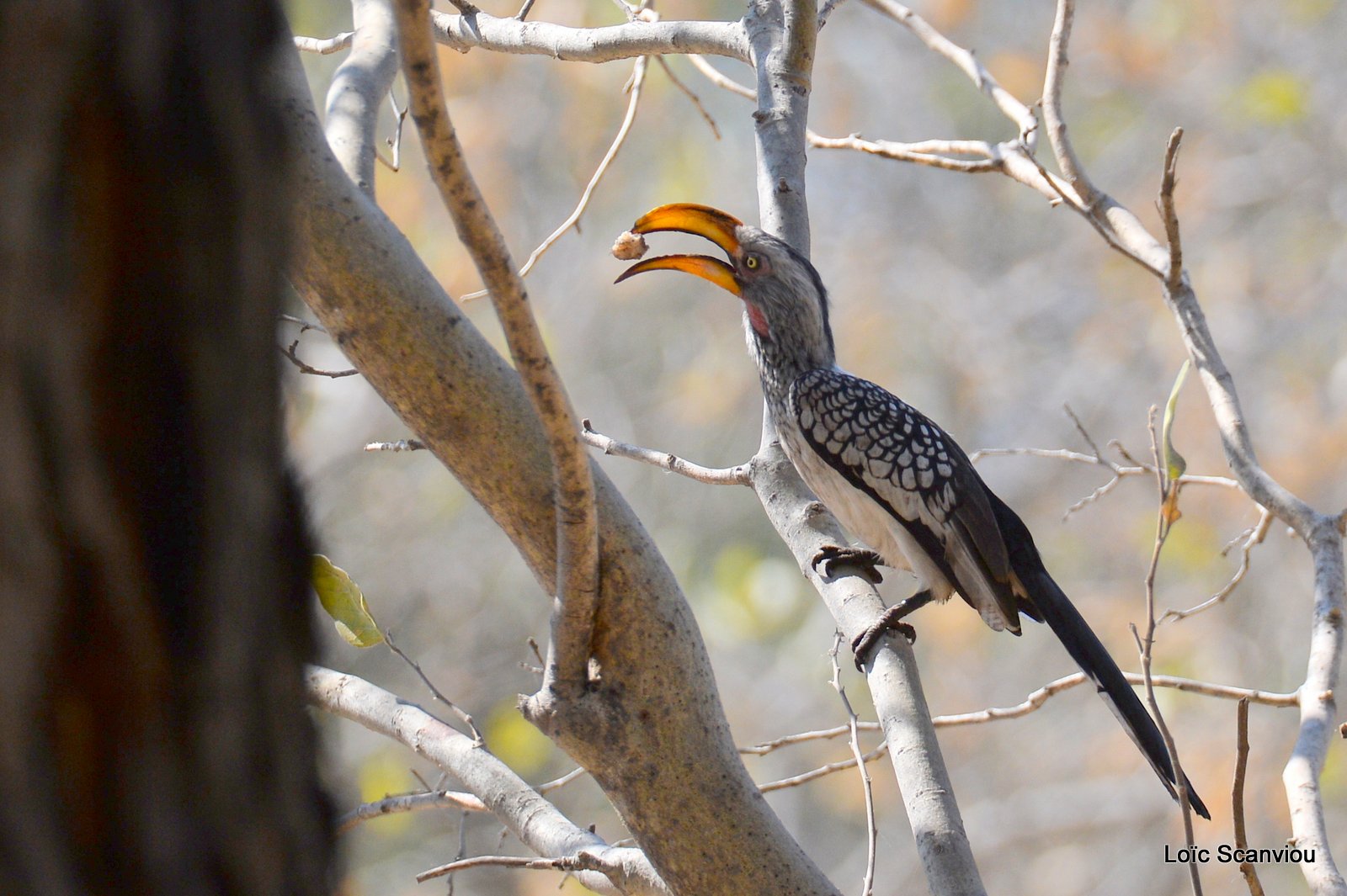 Calao leucomèle/Southern Yellow-billed Hornbill (1)