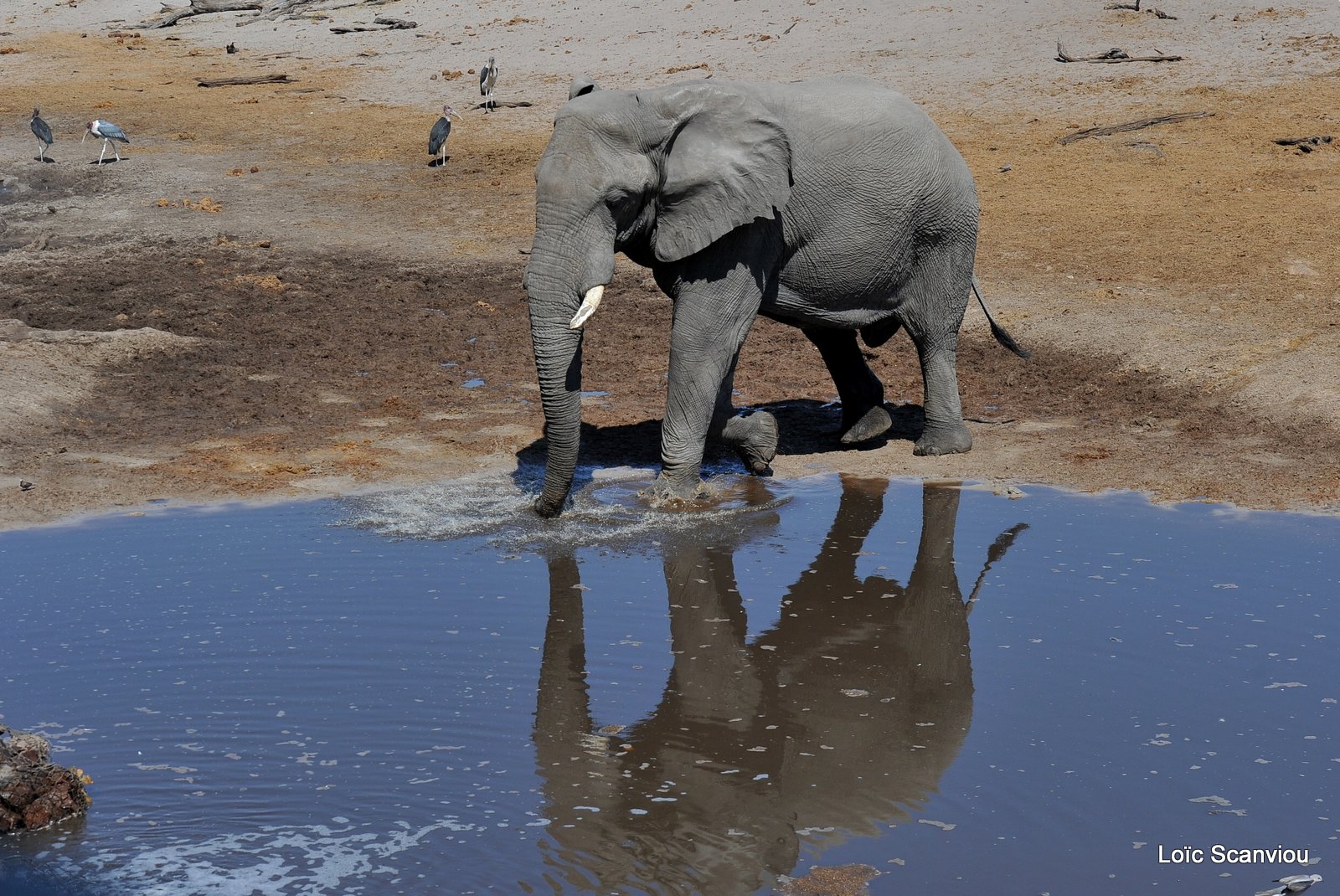 Eléphant d'Afrique/African Elephant (32)
