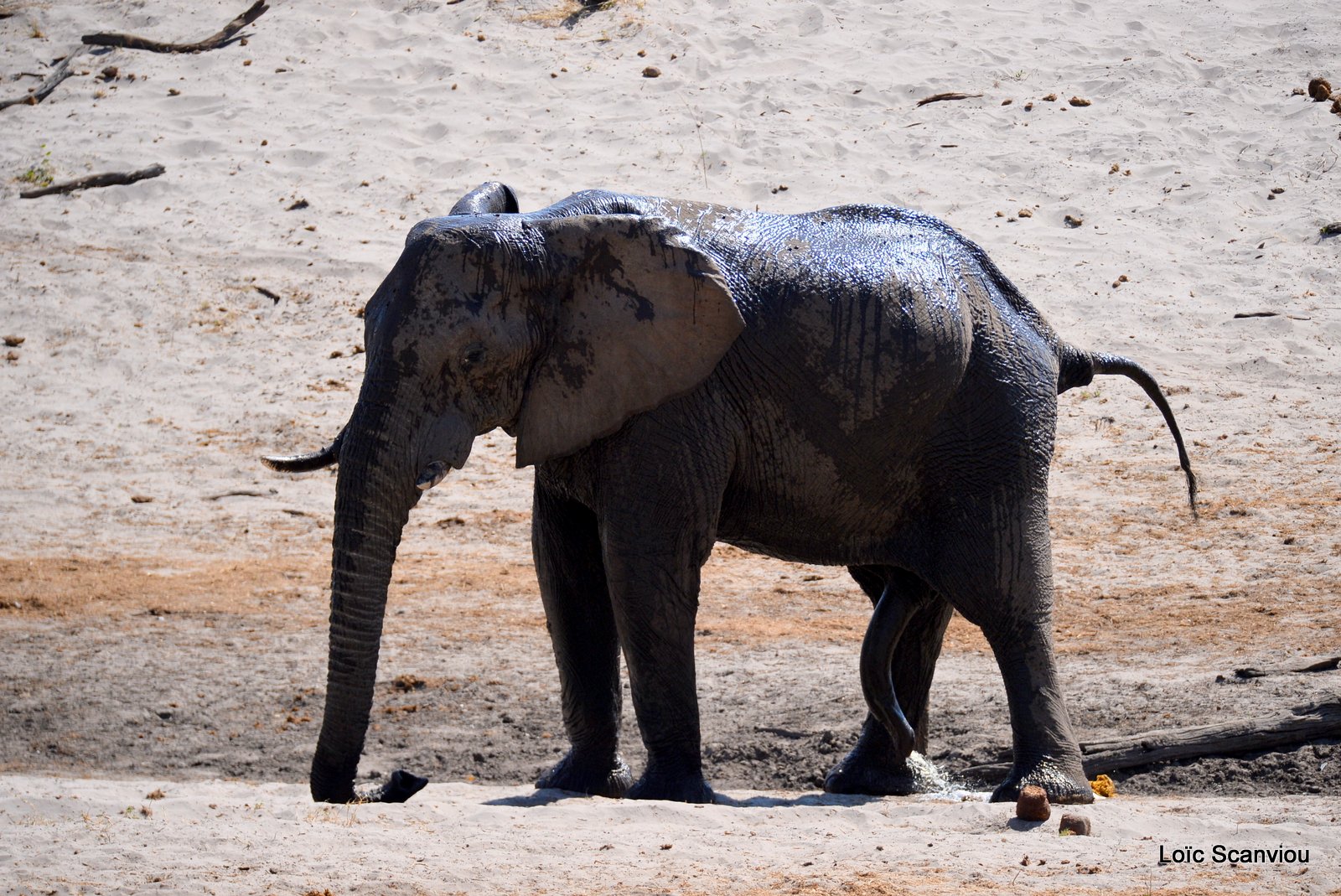 Eléphant d'Afrique/African Elephant (33)