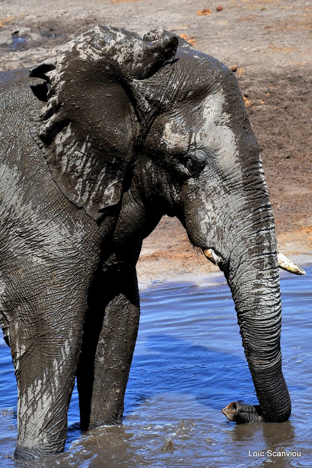 Eléphant d'Afrique/African Elephant (36)