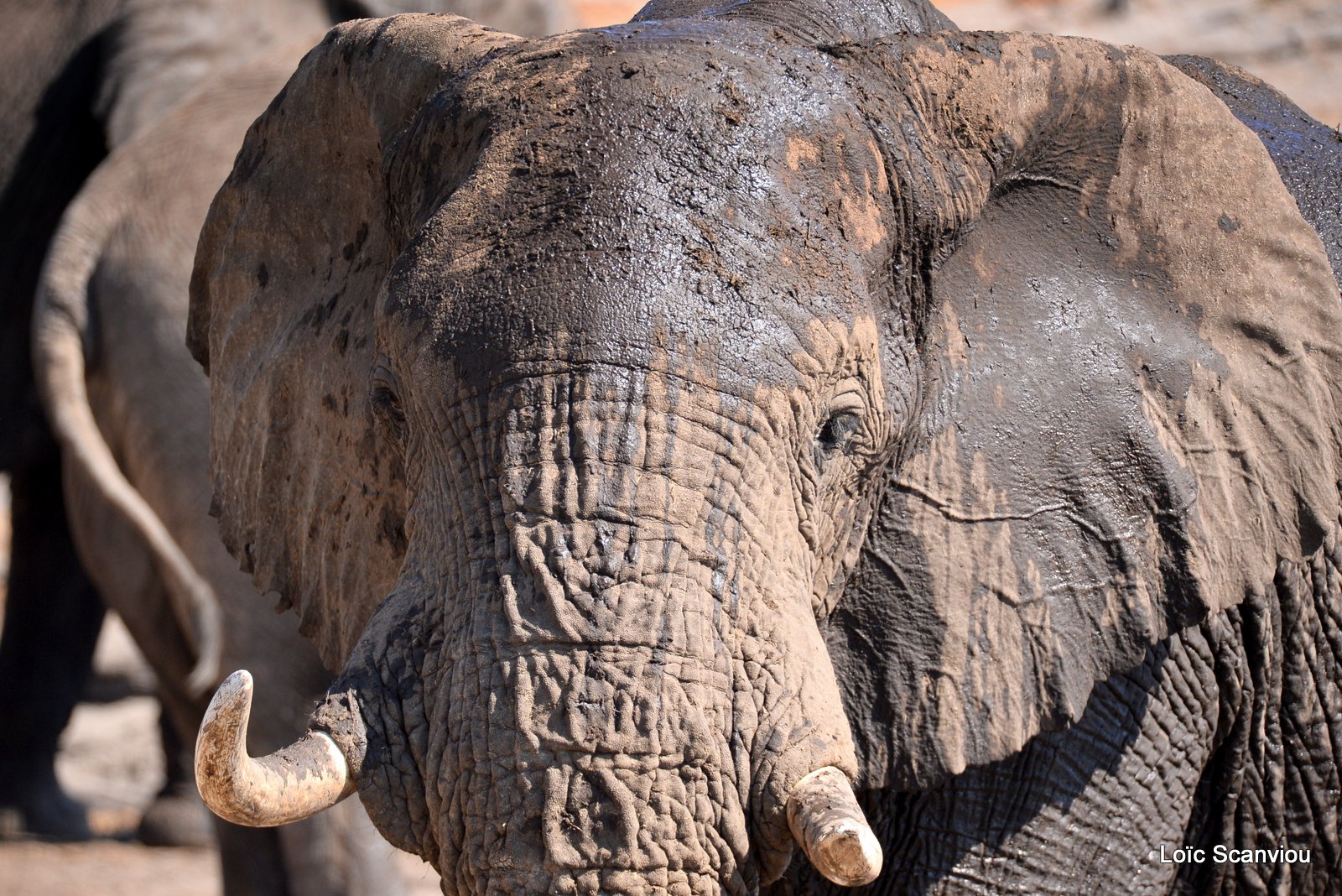 Eléphant d'Afrique/African Elephant (37)
