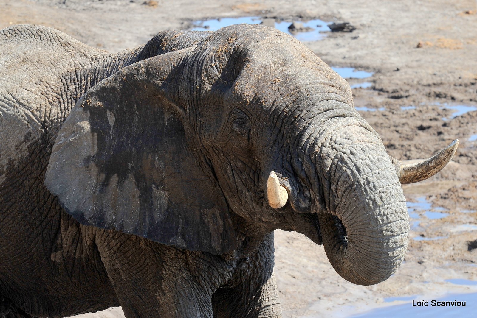 Eléphant d'Afrique/African Elephant (38)