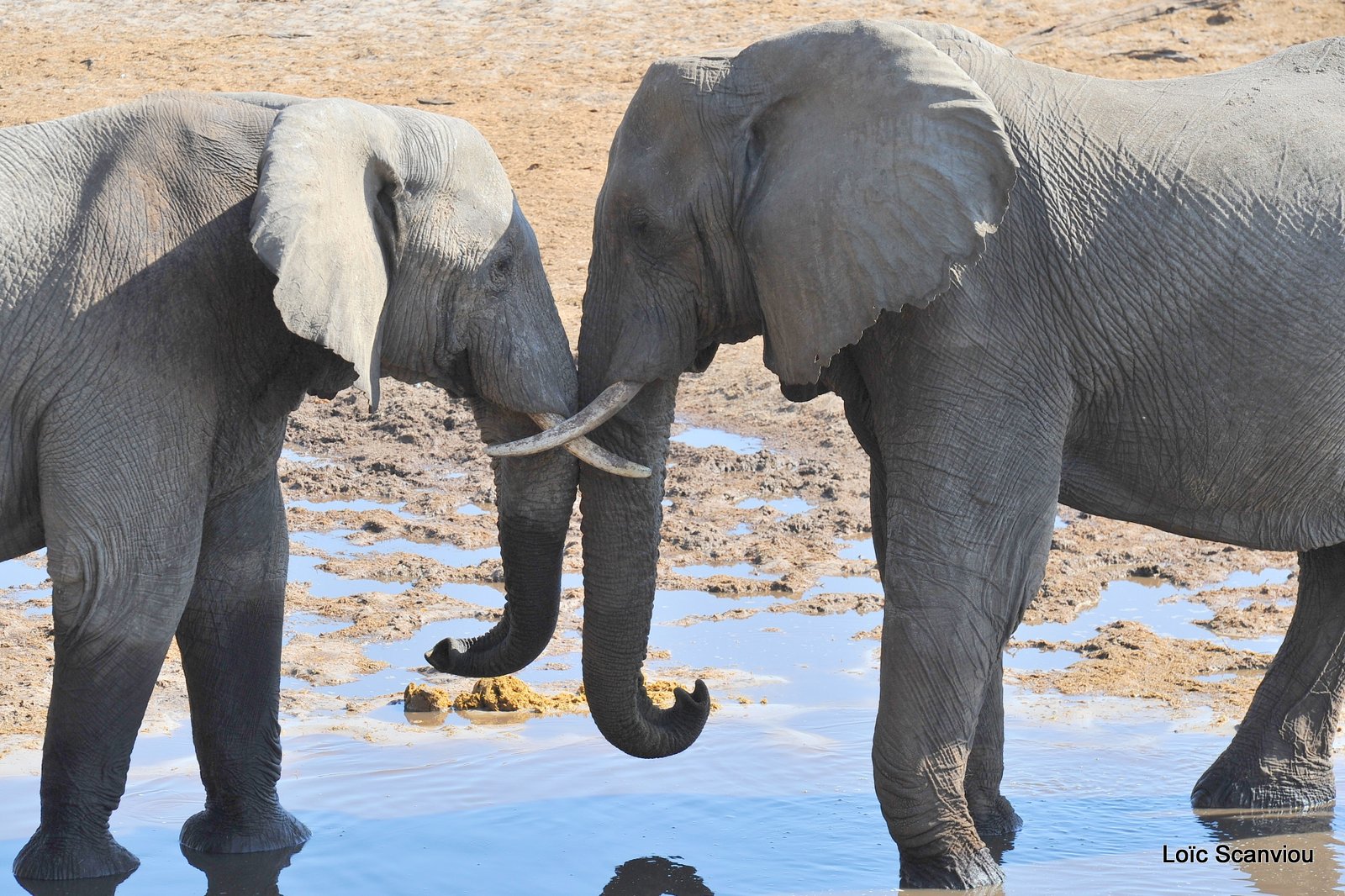 Eléphant d'Afrique/African Elephant (40)