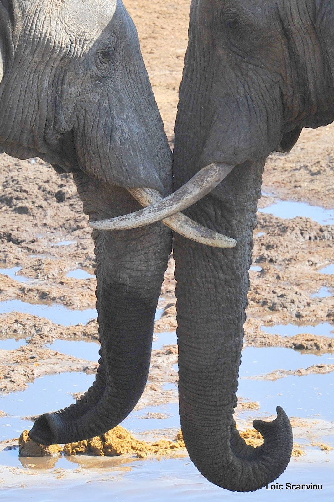 Eléphant d'Afrique/African Elephant (41)