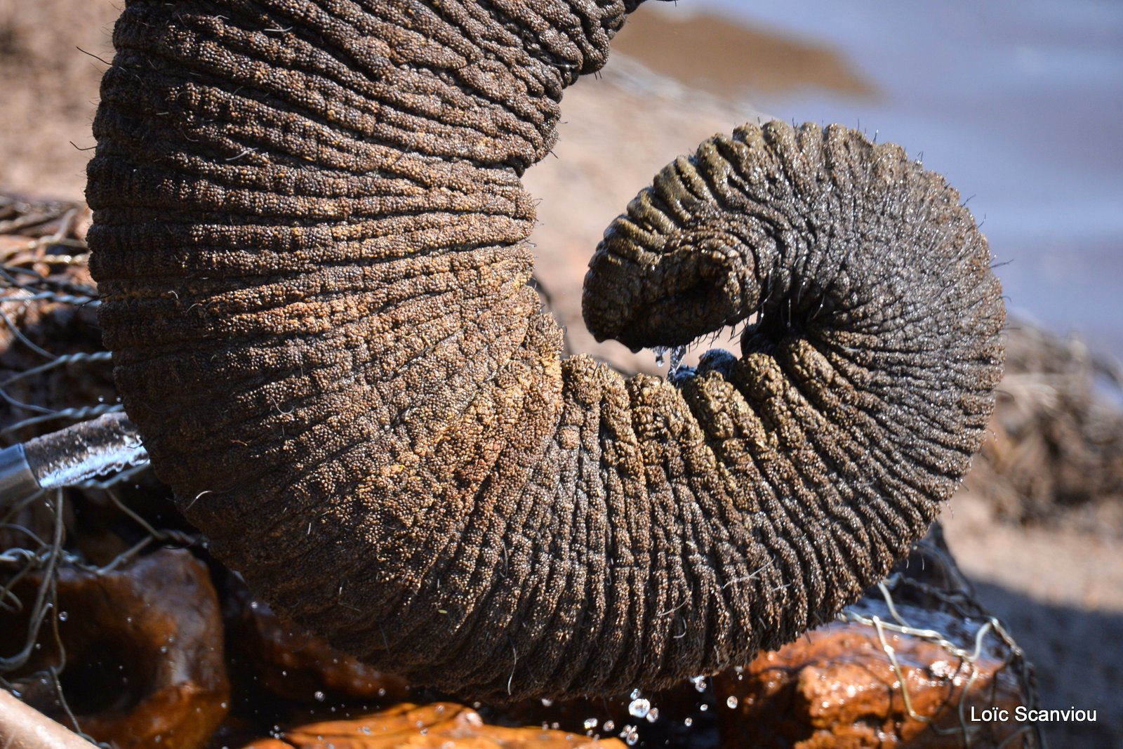 Eléphant d'Afrique/African Elephant (42)