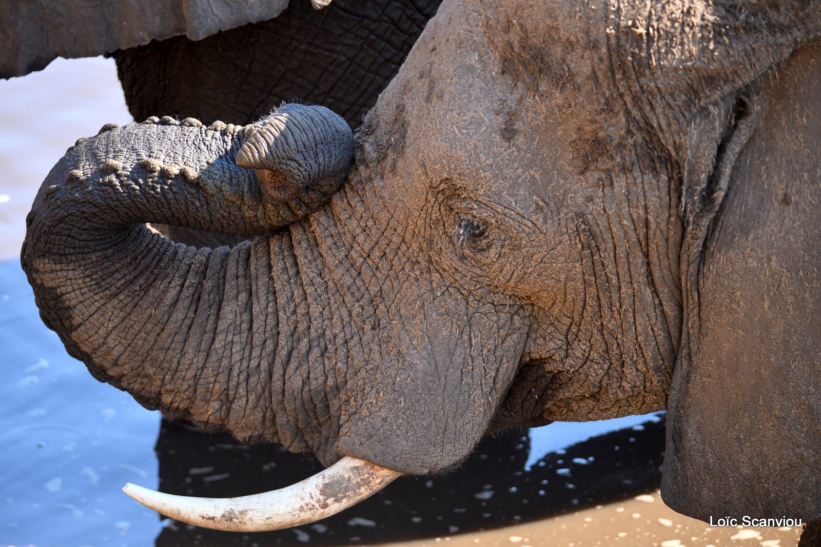 Eléphant d'Afrique/African Elephant (44)