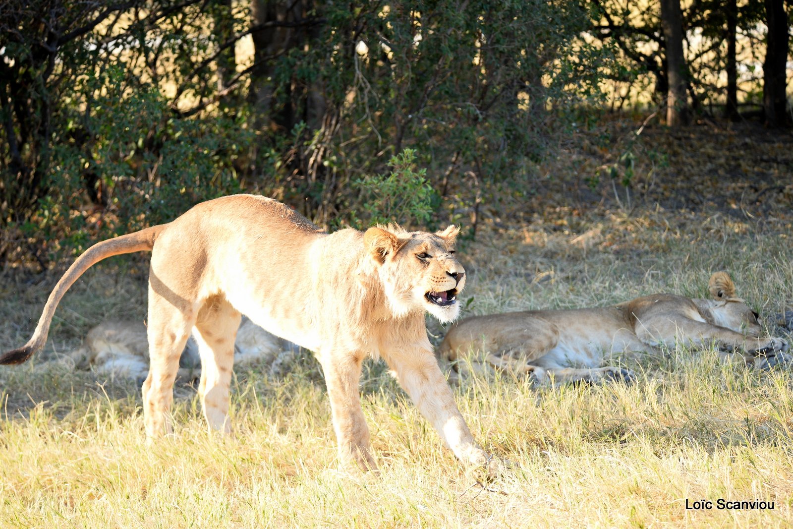 Lion s'étirant/Stretching lion (1)