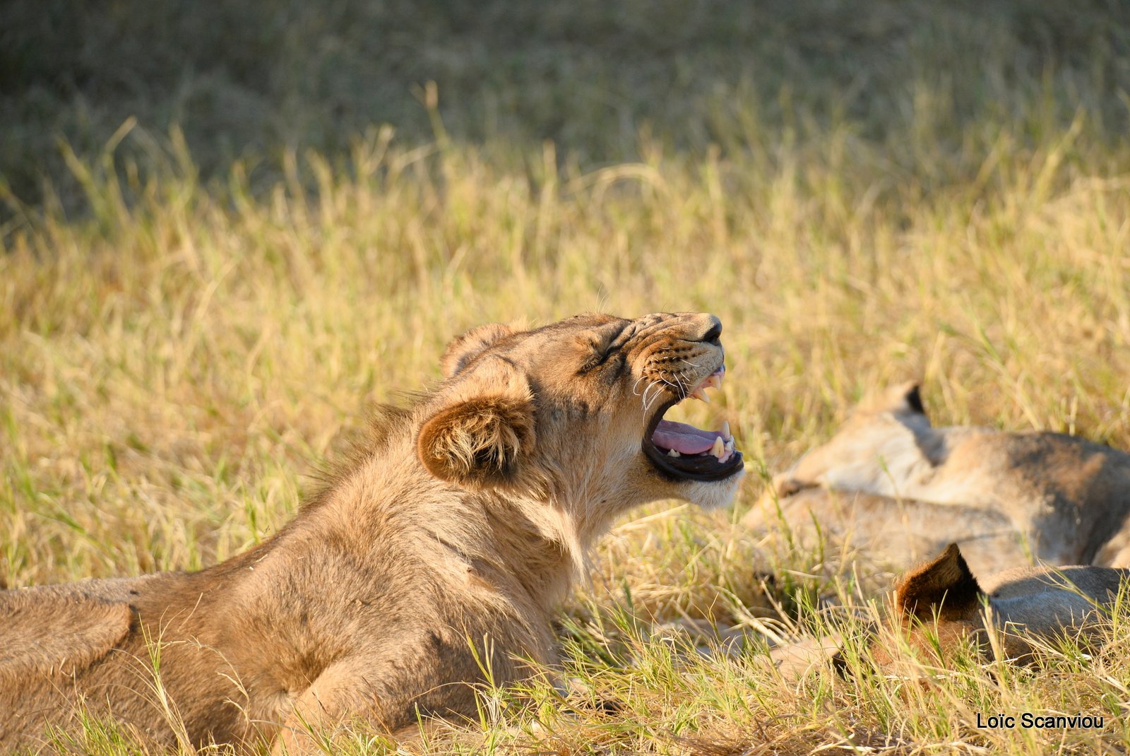 Lionne et lionceaux/Lioness with cubs (8)