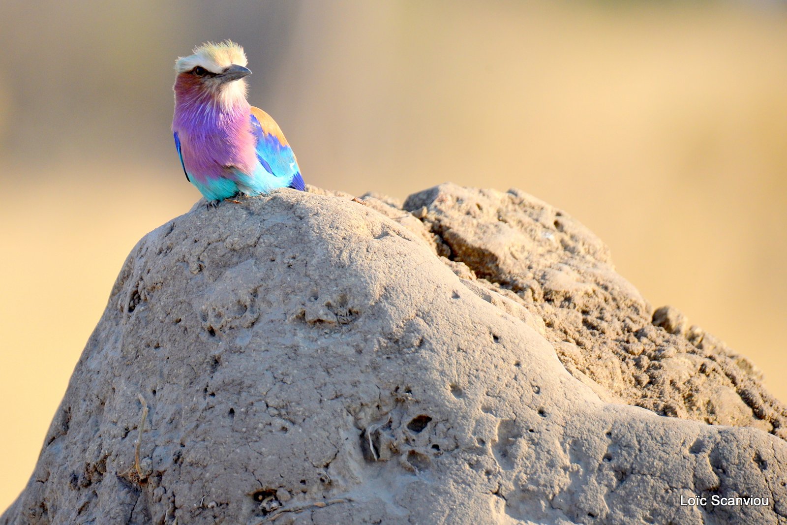 Rollier à longs brins/Lilac-Breasted Roller (1)
