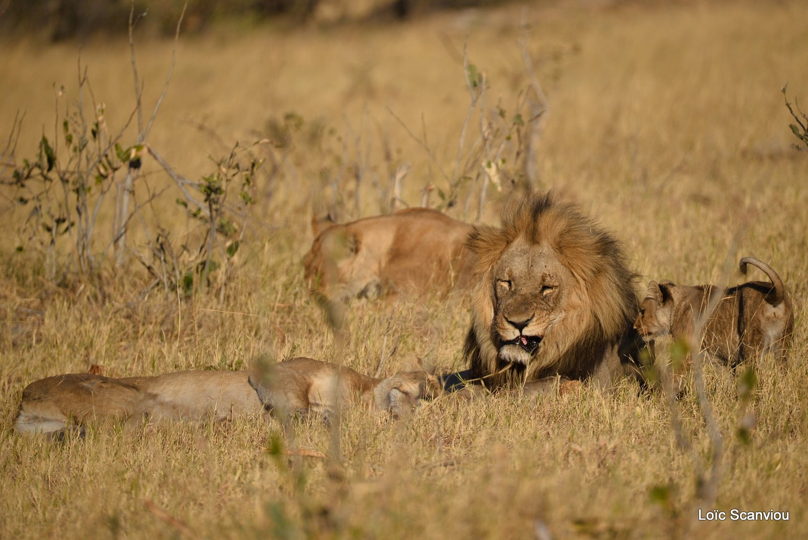 Lion mâle et lionceau/Male Lion with cub (3)