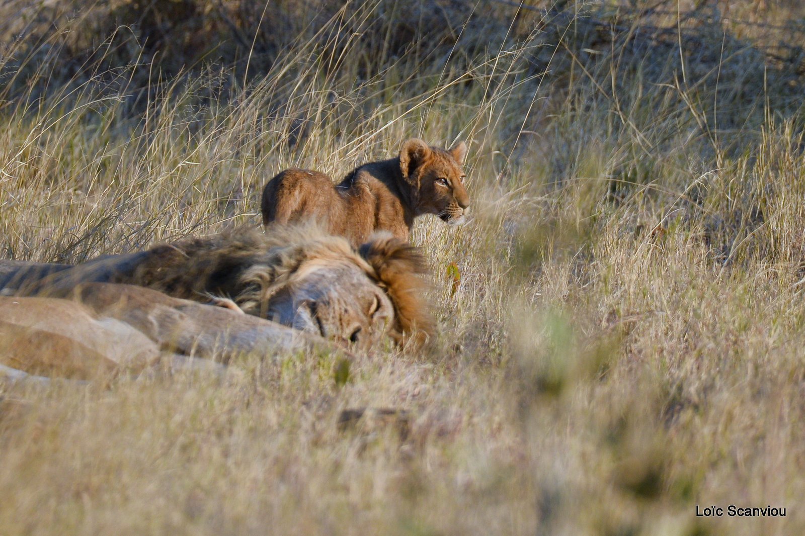 Lionceau/Lion cub (6)