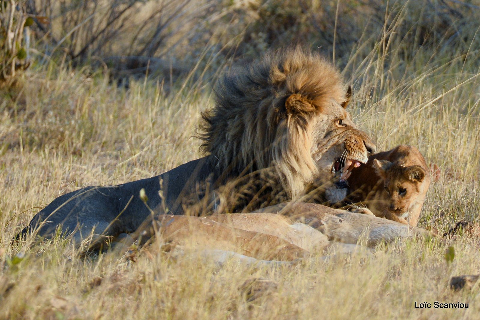 Lion mâle et lionceau/Male Lion with cub (4)