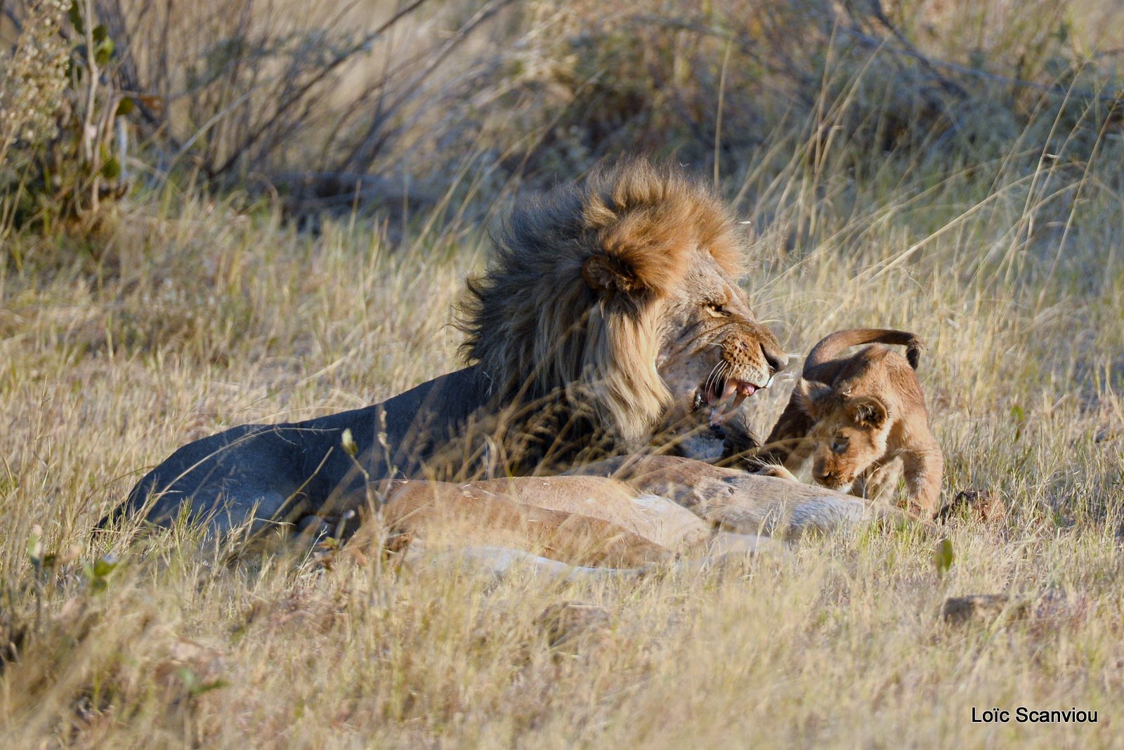 Lion mâle et lionceau/Male Lion with cub (5)